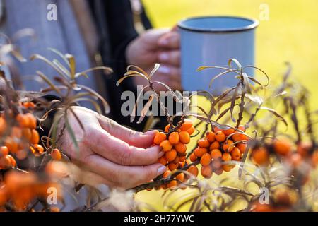 Frau, die Sanddorn für alternative Medizin erntet. Hand pflücken Bio-Beerenobst Stockfoto