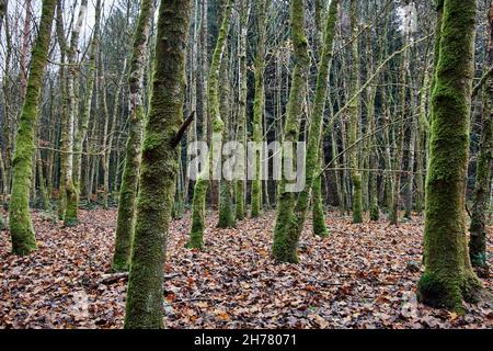 Moosbedeckte Baumstämme und braune Blätter auf dem Waldboden im Herbst Stockfoto