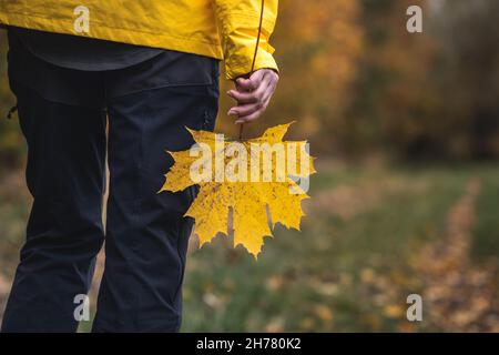 Frau mit gelbem Ahornblatt. Genuss der Herbstwanderung. Ändern Sie die Jahreszeit in der Natur Stockfoto