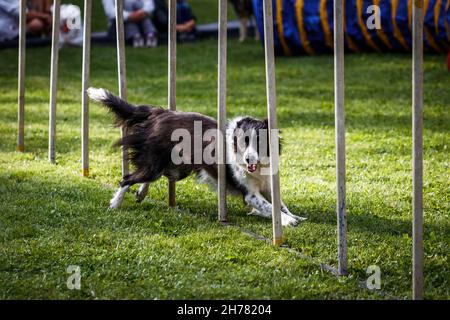 Agilität des Hundes. Border Collie läuft auf dem Hindernisparcours. Tierausbildung Stockfoto