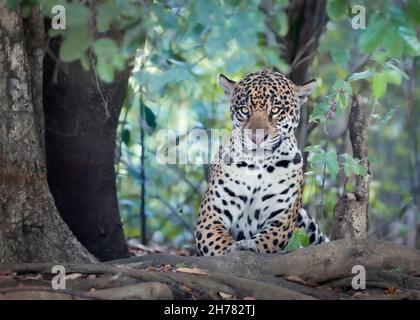 Nahaufnahme eines Jaguar (Panthera onca), der auf einem Flussufer liegt, Pantanal, Brasilien. Stockfoto