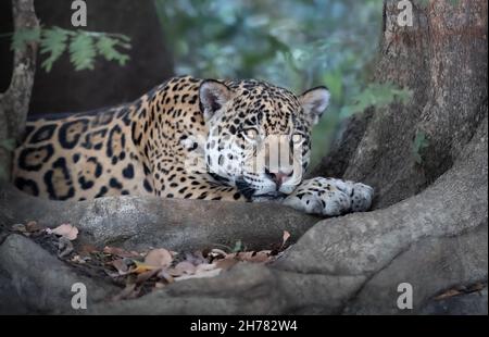 Nahaufnahme eines Jaguar (Panthera onca), der auf einem Flussufer liegt, Pantanal, Brasilien. Stockfoto