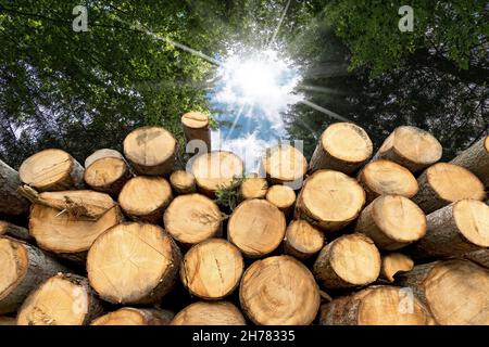 Gruppe von Baumstämmen, die im Wald mit Sonnenstrahlen geschnitten und gestapelt wurden Stockfoto