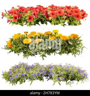 Set von schönen Sommer Balkon Blumen in Reihen, isoliert auf weißem Hintergrund Stockfoto