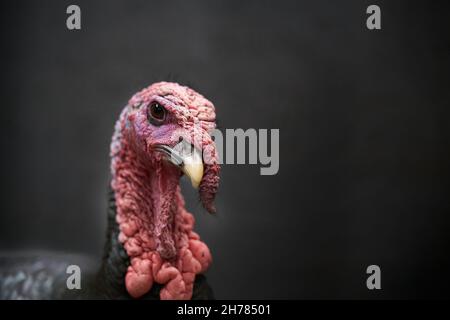 Eastern Wild Turkey; scharfes, detailliertes Nahaufnahme-Porträt eines Tom. Stockfoto