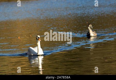 Der Mute-Schwan ist einer der größten fliegenden Vögel Großbritanniens und ein häufiger Anblick sowohl auf ländlichen als auch auf städtischen Wasserstraßen. Stockfoto