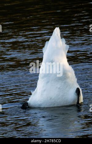 Der stumme Schwan hat eine Fütterungstechnik, die als „up-end“ bezeichnet wird. Ihr langer Hals ermöglicht es ihnen, mit weniger Aufwand vom Grund des Teichs nach Nahrung zu futterieren Stockfoto