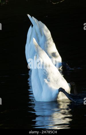 Der stumme Schwan hat eine Fütterungstechnik, die als „up-end“ bezeichnet wird. Ihr langer Hals ermöglicht es ihnen, mit weniger Aufwand vom Grund des Teichs nach Nahrung zu futterieren Stockfoto