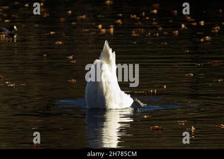 Der stumme Schwan hat eine Fütterungstechnik, die als „up-end“ bezeichnet wird. Ihr langer Hals ermöglicht es ihnen, mit weniger Aufwand vom Grund des Teichs nach Nahrung zu futterieren Stockfoto