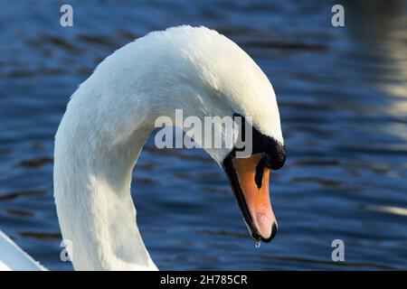 Der Mute-Schwan ist einer der größten fliegenden Vögel Großbritanniens und ein häufiger Anblick sowohl auf ländlichen als auch auf städtischen Wasserstraßen. Stockfoto