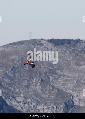 Ein majestätischer Falke, der im Morgengrauen hoch über den felsigen Bergen fliegt Stockfoto