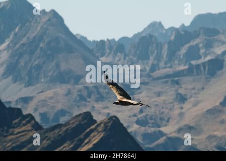 Ein majestätischer Falke, der im Morgengrauen hoch über den felsigen Bergen fliegt Stockfoto