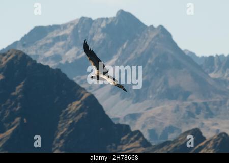 Ein majestätischer Falke, der im Morgengrauen hoch über den felsigen Bergen fliegt Stockfoto