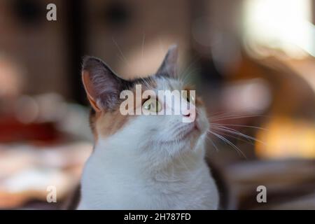 Hauskatze mit gelb-grünen Augen sitzt drinnen und schaut weg. Nahaufnahme, selektiver Fokus. Stockfoto