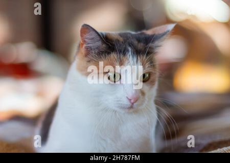 Hauskatze mit gelb-grünen Augen sitzt drinnen und schaut weg. Nahaufnahme, selektiver Fokus. Stockfoto