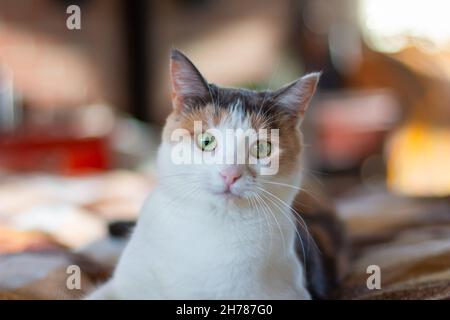 Heimische Tricolor-Katze mit gelb-grünen Augen sitzt drinnen und schaut auf die Kamera. Nahaufnahme, selektiver Fokus. Stockfoto