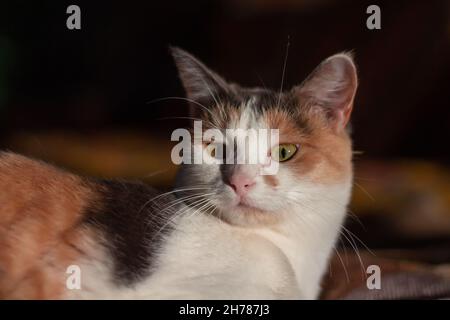 Hauskatze mit gelb-grünen Augen sitzt drinnen und schaut weg. Nahaufnahme, selektiver Fokus. Stockfoto