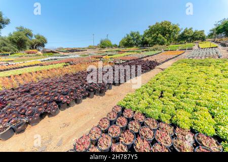 Reihen von bunten Sukkulenten in einem Topf auf einem großen Gartenfeld. Verschiedene Arten von echeveria Pflanzen mit bunten Laub und Blick auf Bäume, Himmel Stockfoto