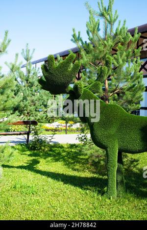 Kräuterskulpturen im Garten. Grüne Skulptur eines Elches auf dem Gras in der Nähe des Hauses. Stockfoto