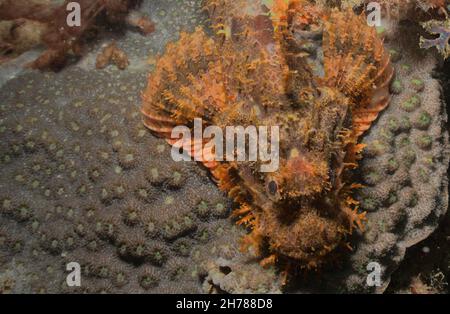 Bärtige Skorpionfische liegen regungslos als Hinterhalt-Jäger im Korallenriff im watamu Marine Park, kenia Stockfoto