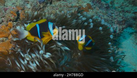 Zwei hübsche Allard's Anemonefische schwimmen und verstecken sich in Anemone im watamu Marine Park, kenia Stockfoto