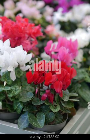 Cyclamen rosa mit weiß in einem Topf in der Gärtnerei. Blütengewächshaus und die blühenden Cyclamen im Vordergrund ist es vertikal. Primulaceae Stockfoto