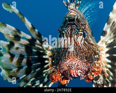 Gemeinsame Rotfeuerfisch oder Teufel firefish (Pterois miles). Diese Art ist endemisch im Roten Meer. Es verfügt über helle Warnung Farben und seine Stacheln sind höchst Ven Stockfoto