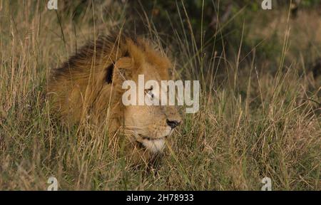 Seitenprofil eines männlichen Löwen, der seinen Kopf zeigt und eine üppige Mähne, die im Gras der wilden masai mara, kenia, liegt Stockfoto