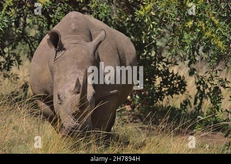 Frontprofil des südlichen weißen Nashorns, das in der wilden masai mara, kenia, steht und grast Stockfoto