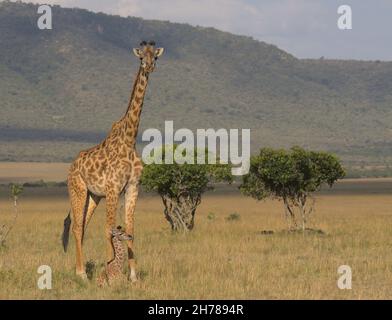 Mutter Giraffe steht wach und wacht über die Babygiraffe, die in der wilden Savanne der masai mara in kenia sitzt Stockfoto