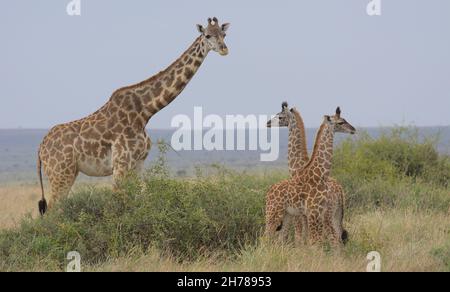 Mutter masai Giraffe steht wach und wacht über einen Turm von zwei Baby-Giraffen in der wilden Masai Mara, Kenia Stockfoto