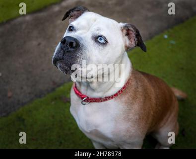 Bulldog Mix Bella Stockfoto