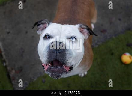 Bulldog Mix Bella Stockfoto