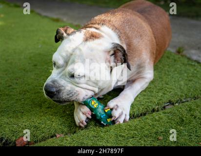 Bulldog Mix Bella Stockfoto