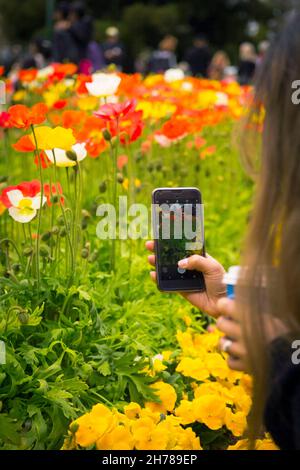 Blumen in voller Blüte vom Toowoomba Blumenfest im Frühling Stockfoto