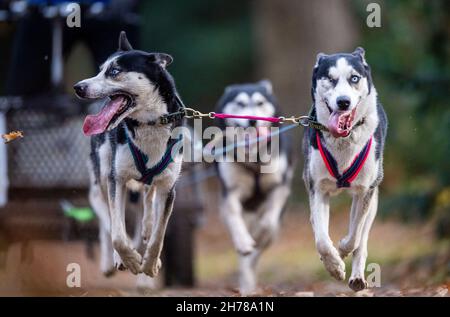 21. November 2021, Nordrhein-Westfalen, Ströhen: Hunde ziehen bei einem Schlittenhunderennen im Tierpark Wagenfeld-Ströhen (Kreis Diepholz) ein modifiziertes Fahrrad mit einem sogenannten Musher. 250 Teams nehmen an den Qualifikationsrennen für die Deutsche Meisterschaft Teil. Foto: Lino Mirgeler/dpa Quelle: dpa picture Alliance/Alamy Live News Stockfoto