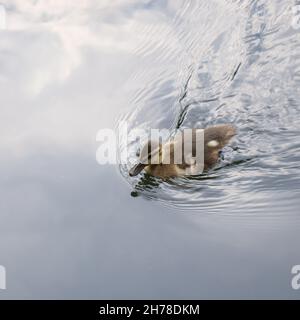 Mallard (Anas platyrhynchos) junge Entenküken, die auf dem Wasser schwimmen. Niedliche liebenswert junge Ente. Stockfoto