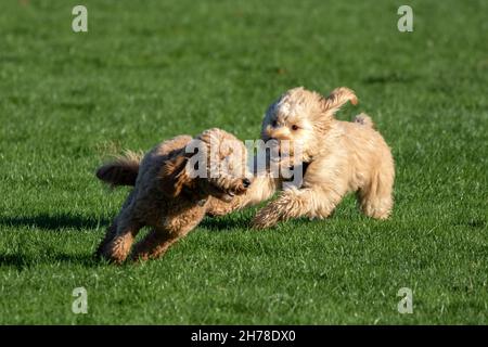 Sefton Park, Liverpool, Merseyside, 21. November 2021. Hunde haben eine tolle Zeit beim Spielen in den Herbstblättern im Sefton Park, Liverpool. Strahlender Sonnenschein und milde Temperaturen haben es den Menschen ermöglicht, das Beste aus den schönen Herbstfarben der Show zu machen. Quelle: Cernan Elias/Alamy Live News Stockfoto