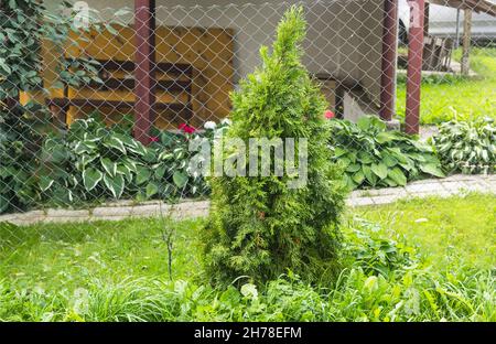 Thuja-Baum in einer ländlichen Landschaft vor dem Hintergrund eines niedrigen Gebäudes. Stockfoto