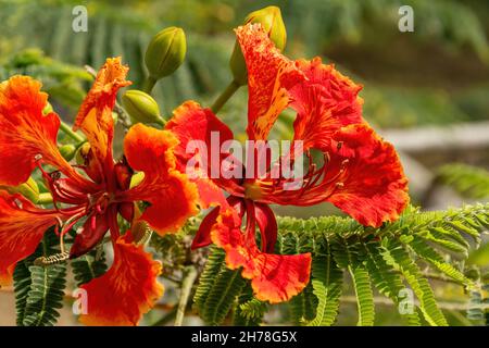 Caesalpinia pulcherrima. Auch poinciana genannt, Pfauenblüte, roter Paradiesvogel, mexikanischer Paradiesvogel, Zwerg poinciana, Stolz auf Barbados, fl Stockfoto