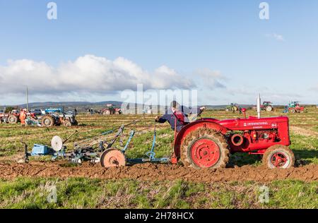 Watergrasshill, Cork, Irland. 21st. November 2021. Pat Connolly auf seinem 1940er McCormack International W4 Traktor, der am jährlichen Spiel der Cork East Pflug Association teilnahm, das auf der Farm von Noel und Aileen Hurley, Ballinaltig, Watergrasshill, Co. Cork stattfand. - Bild; Kredit: David Creedon/Alamy Live Nachrichten Stockfoto