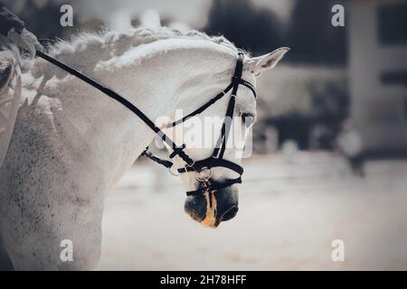 Porträt eines schönen getupften grauen Pferdes mit einer geflochtenen Mähne, die an einem sonnigen Tag an Dressurprüfungen teilnimmt. Reitsport und Pferd ridi Stockfoto