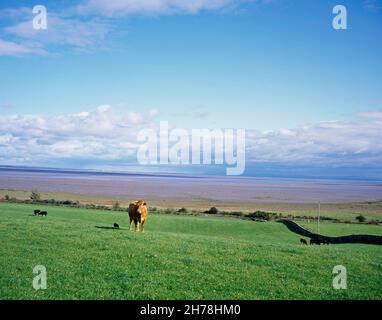 Viehweiden auf Feldern neben dem Solway Firth bei Drumburn Die Lake District Fells am fernen englischen Ufer Dumfries und Galloway Schottland Stockfoto