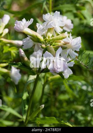 SAPONARIA OFFICINALIS gemeine Seifenkraut Stockfoto