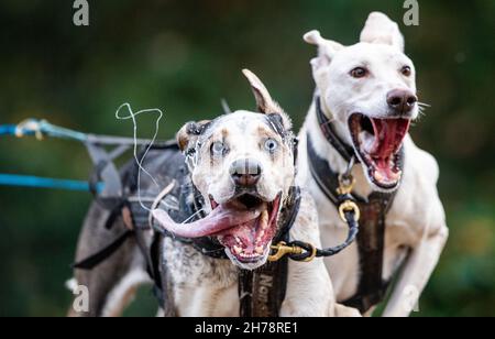 Dpatop - 21. November 2021, Nordrhein-Westfalen, Ströhen: Hunde ziehen bei einem Schlittenhunderennen im Tierpark Wagenfeld-Ströhen (Kreis Diepholz) ein modifiziertes Fahrrad mit einem sogenannten Musher. 250 Teams werden an diesem Wochenende an den Qualifikationsrennen für die Deutsche Meisterschaft teilnehmen. Meisterschaft. Foto: Lino Mirgeler/dpa Stockfoto