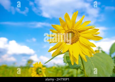 Sonnenblumen Feld sich zuerst konzentrieren. Bewölkt blauer Himmel. Organische und natürliche Blume Hintergrund. Stockfoto