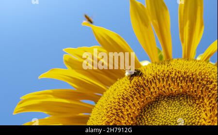 Hummel bestäubt Sonnenblumen-Makrofotografie an einem Sommertag. Im Sommer ist Bombus mit Sonnenblumenpollen bedeckt, Nahaufnahme. Stockfoto