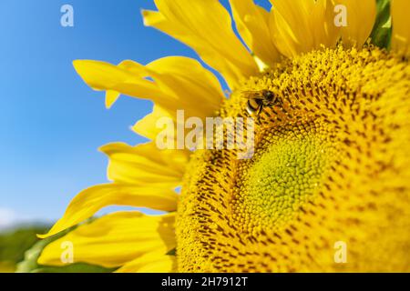 Hummel bestäubt Sonnenblumen-Makrofotografie an einem Sommertag. Im Sommer ist Bombus mit Sonnenblumenpollen bedeckt, Nahaufnahme. Stockfoto