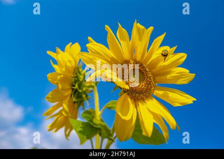 Hummel bestäubt Sonnenblumen-Makrofotografie an einem Sommertag. Im Sommer ist Bombus mit Sonnenblumenpollen bedeckt, Nahaufnahme. Stockfoto