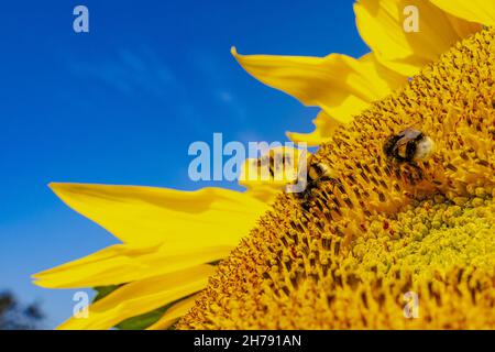 Hummel bestäubt Sonnenblumen-Makrofotografie an einem Sommertag. Im Sommer ist Bombus mit Sonnenblumenpollen bedeckt, Nahaufnahme. Stockfoto